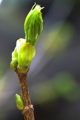 Acer platanoides 'Dissectum' - javor mléčný - pupen jaro
